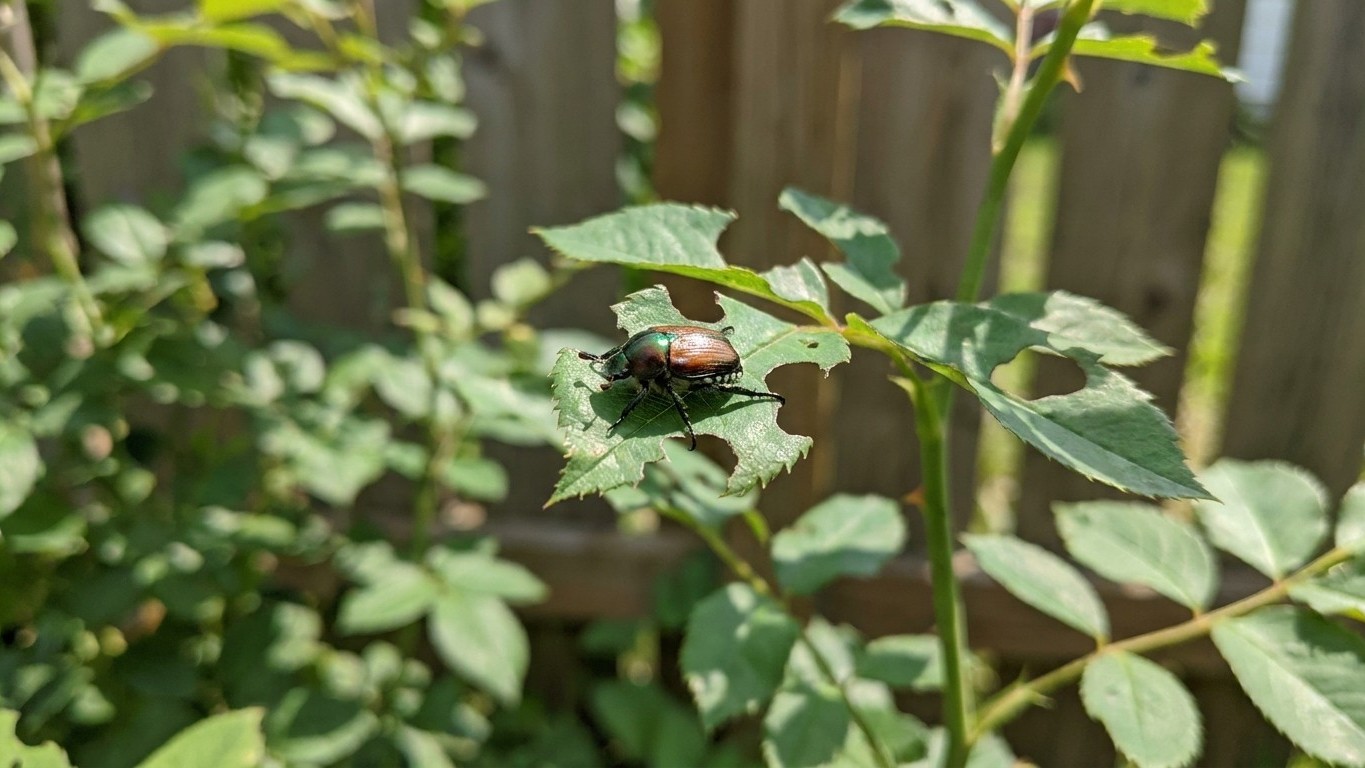 Garden Pests in Michigan: What Shows Up, When, and How to Stop It
