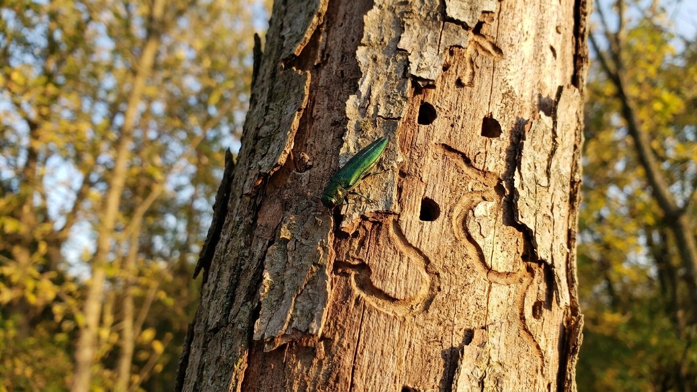 Emerald ash borer in Michigan: When It Shows Up and What Stops It