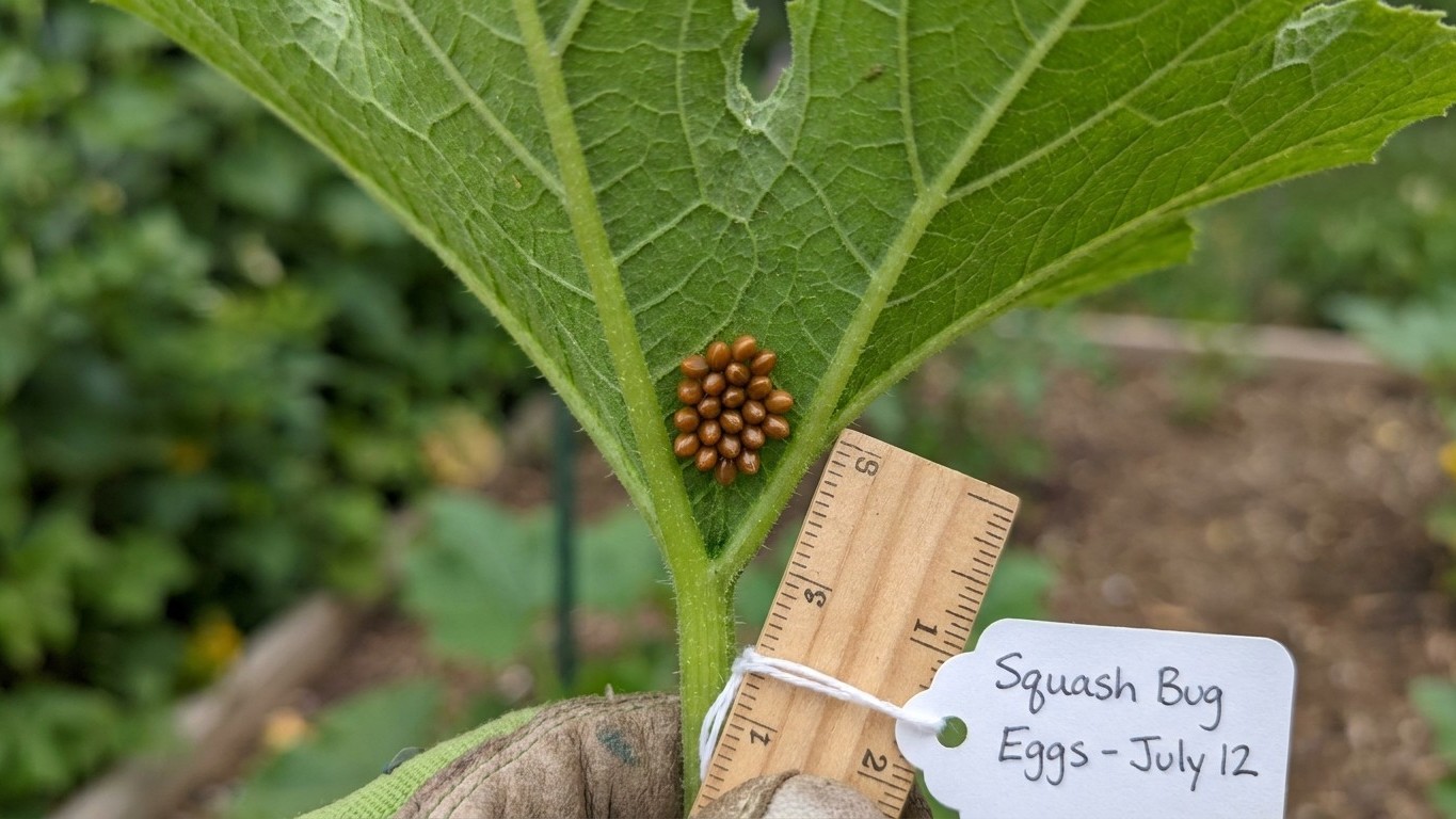 Squash bug in Michigan: When It Shows Up and What Stops It