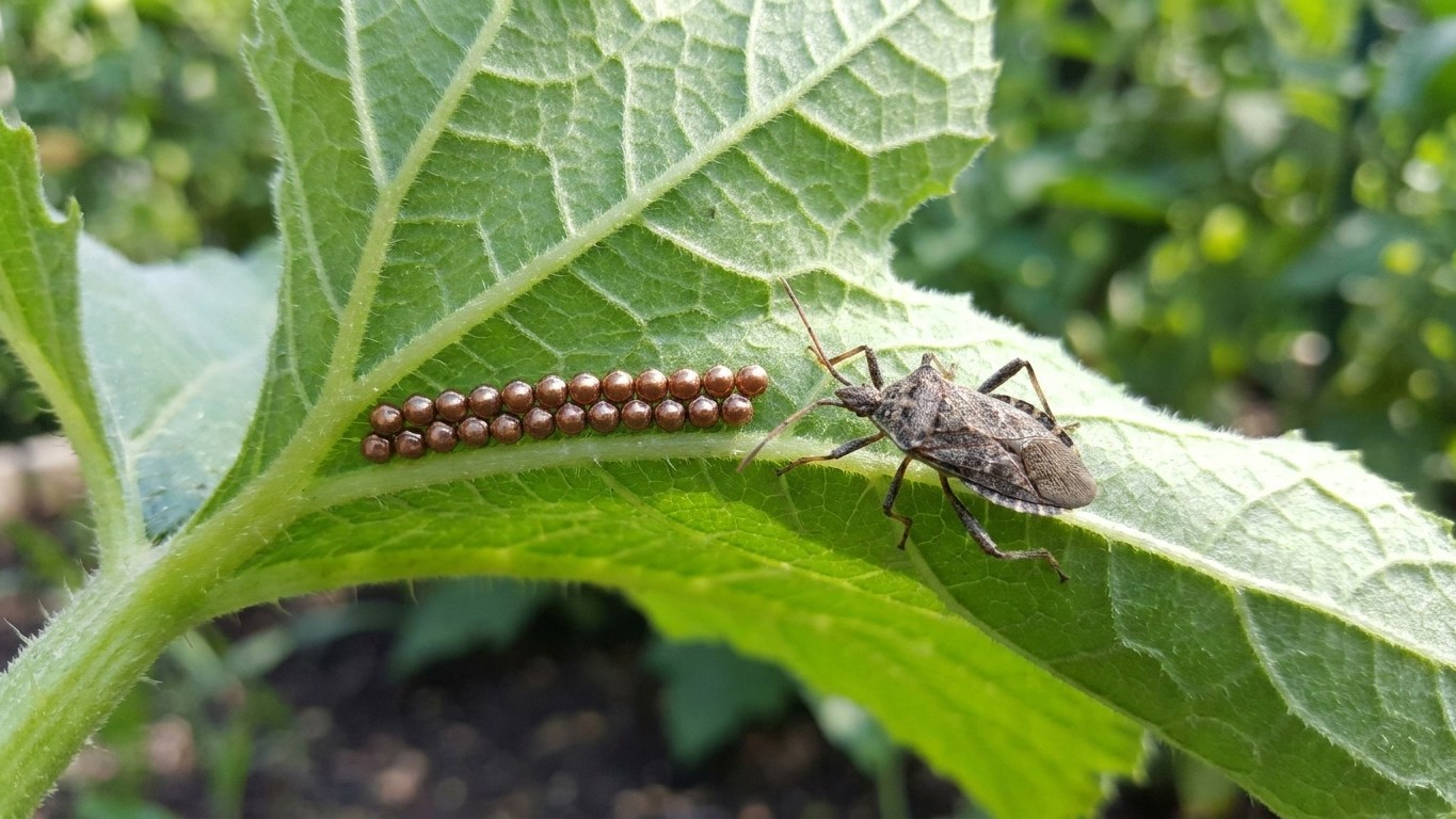Squash bug in Minnesota: When It Shows Up and What Stops It