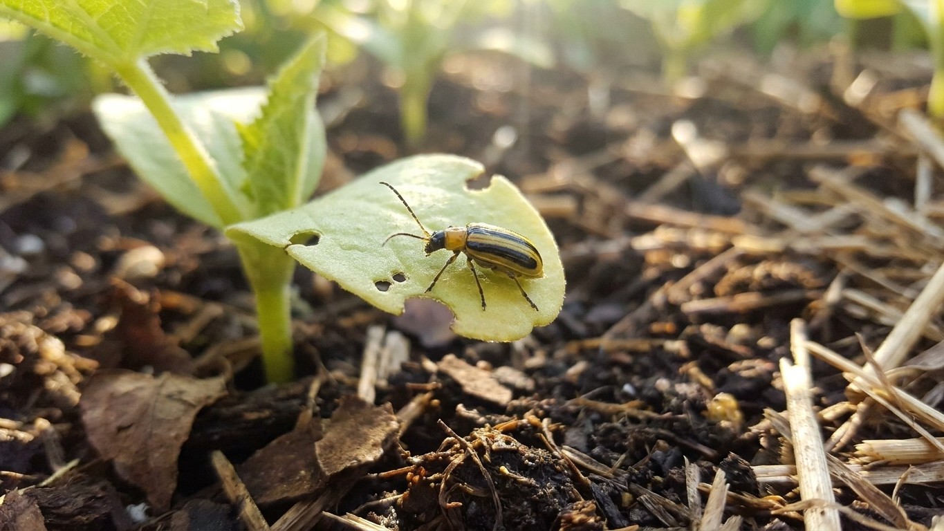 Striped cucumber beetle in Minnesota: When It Shows Up and What Stops It