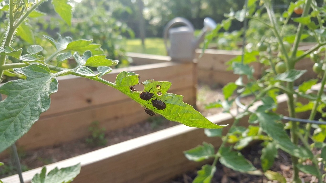 Tomato Pests in Mississippi: Which Ones Actually Show Up Here