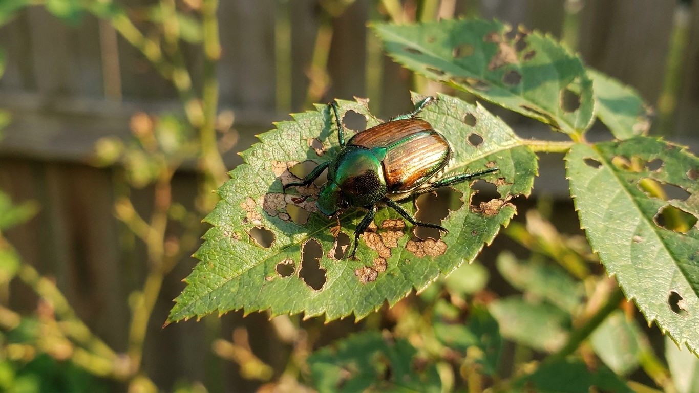 Japanese beetle in Missouri: When It Shows Up and What Stops It