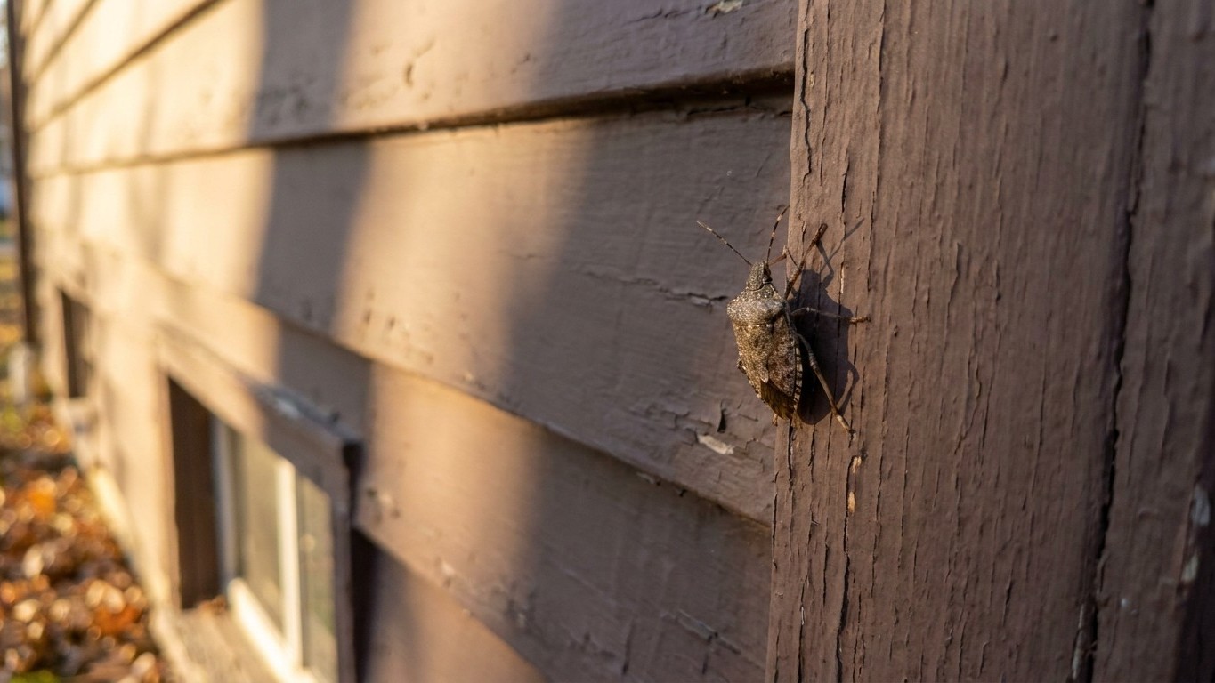 Brown marmorated stink bug in Montana: When It Shows Up and What Stops It
