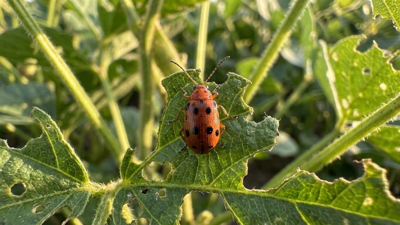 Bean leaf beetle in Nebraska: When It Shows Up and What Stops It