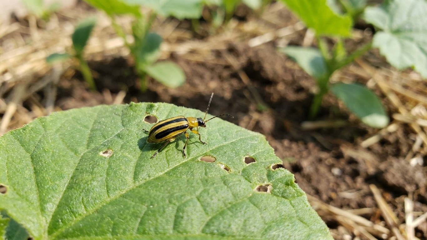 Cucumber beetles in Nebraska: When It Shows Up and What Stops It