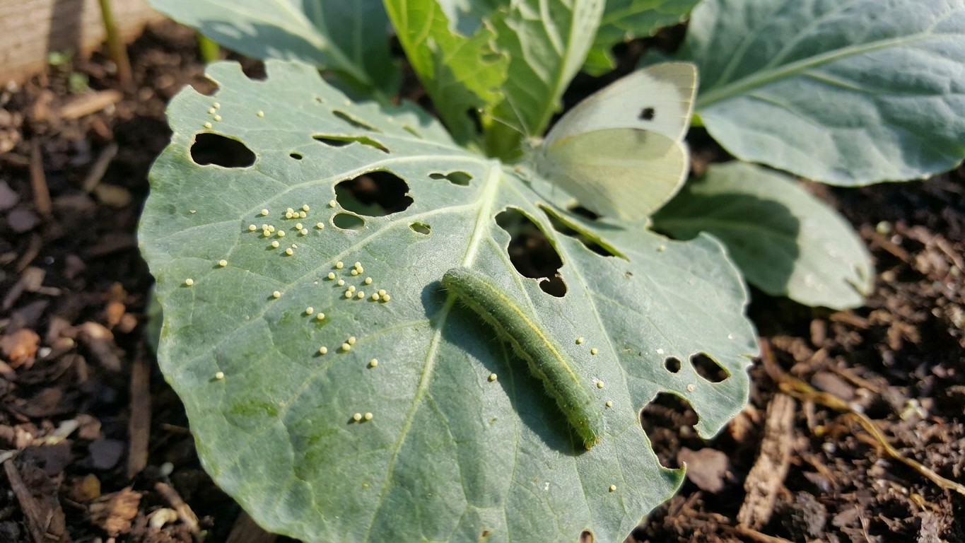 Imported cabbageworm in Nebraska: When It Shows Up and What Stops It