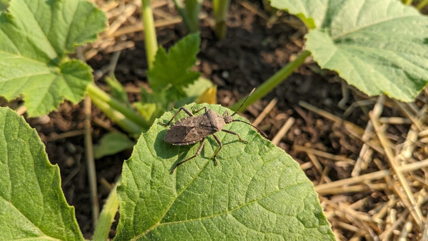Squash bug in Nebraska: When It Shows Up and What Stops It