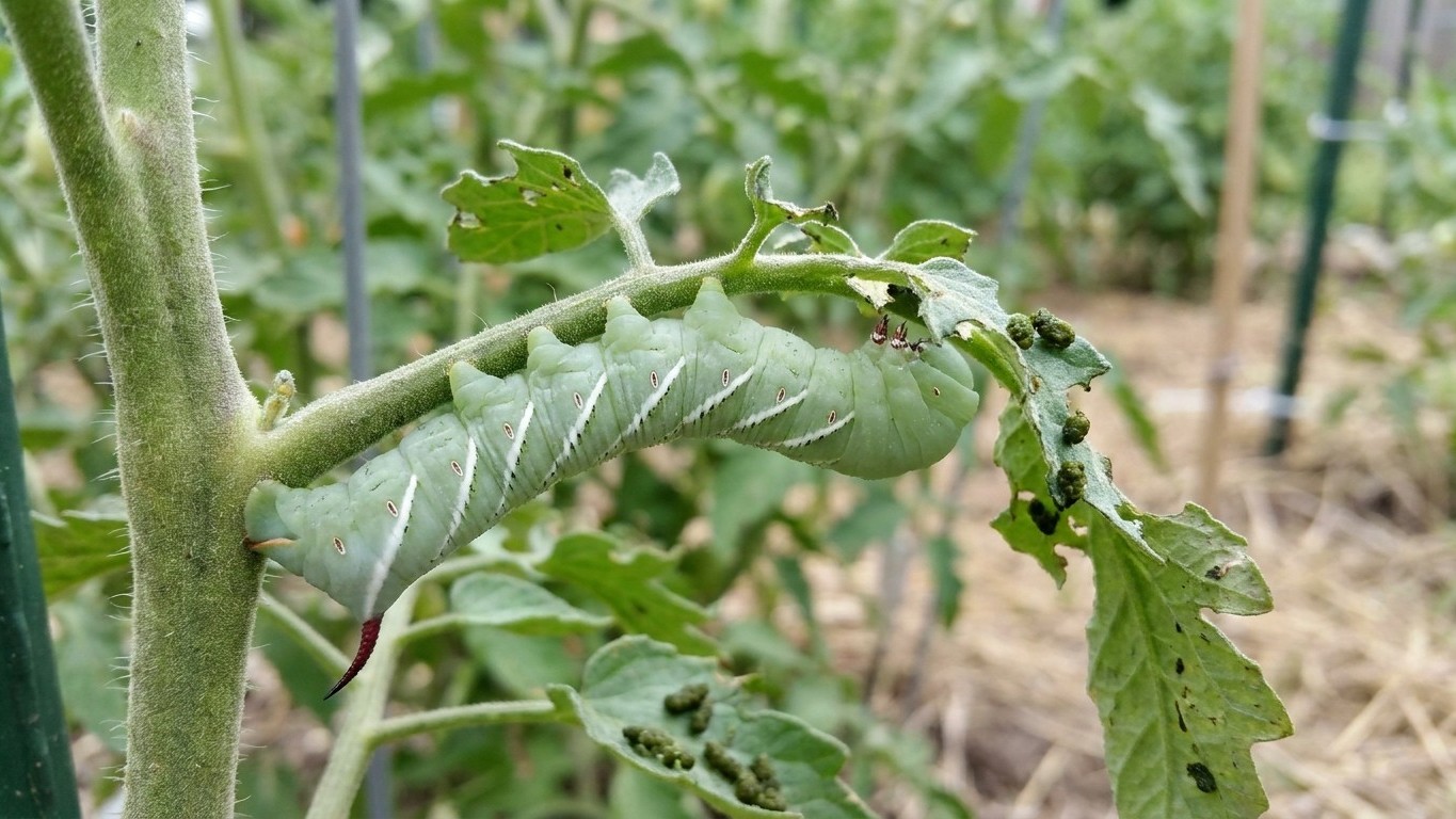 Tomato hornworm in Nebraska: When It Shows Up and What Stops It
