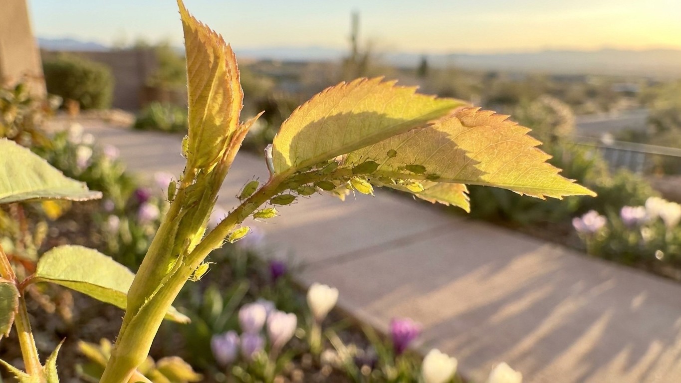 Aphids in Nevada: When It Shows Up and What Stops It