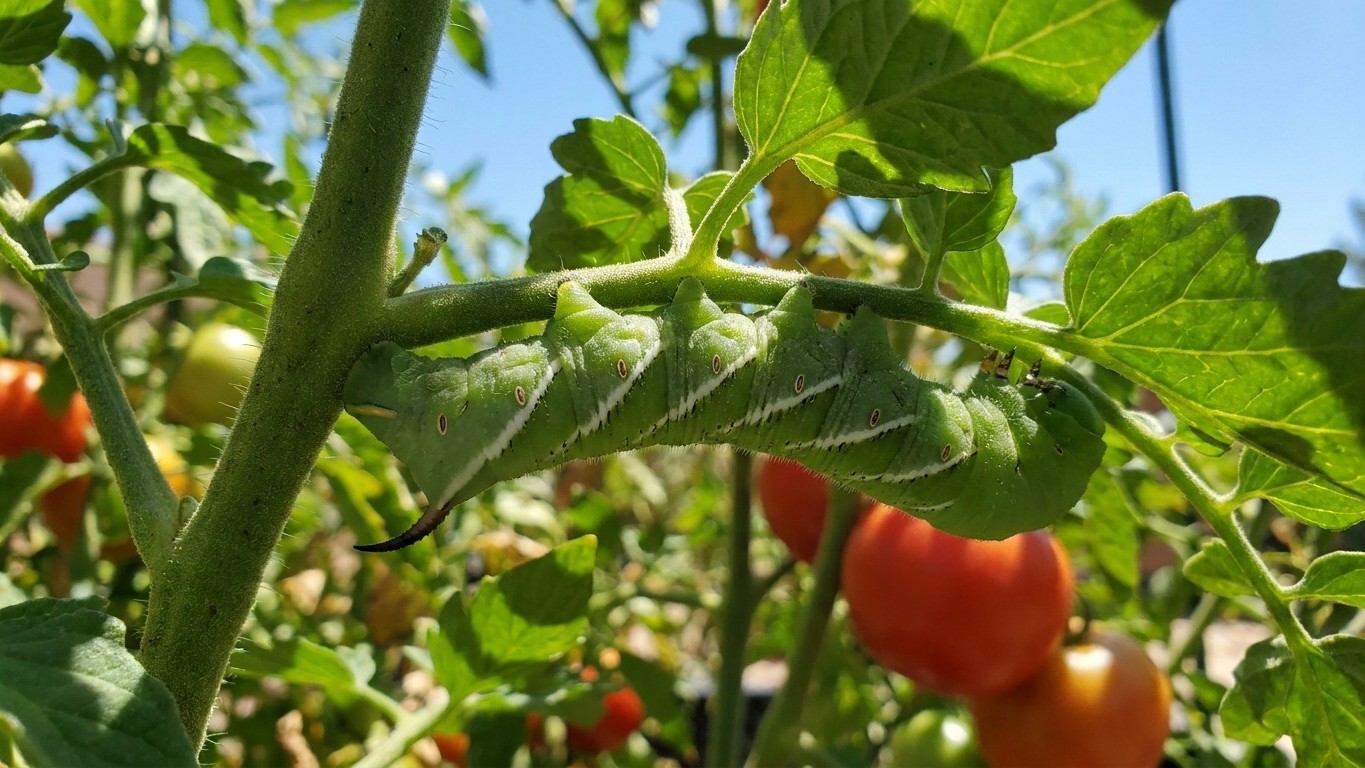Tomato hornworm in Nevada: When It Shows Up and What Stops It