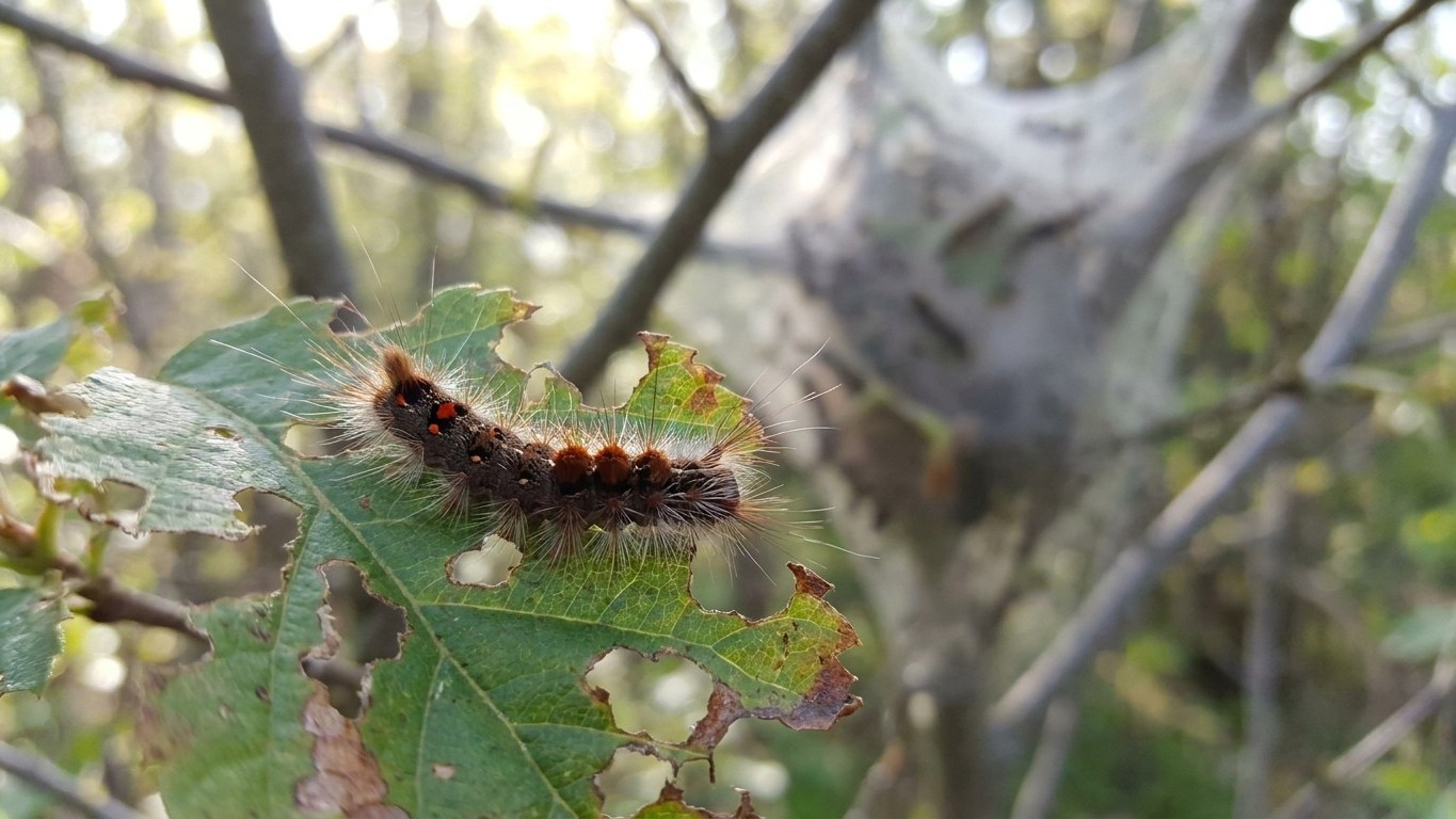 Browntail moth in New Brunswick: When It Shows Up and What Stops It