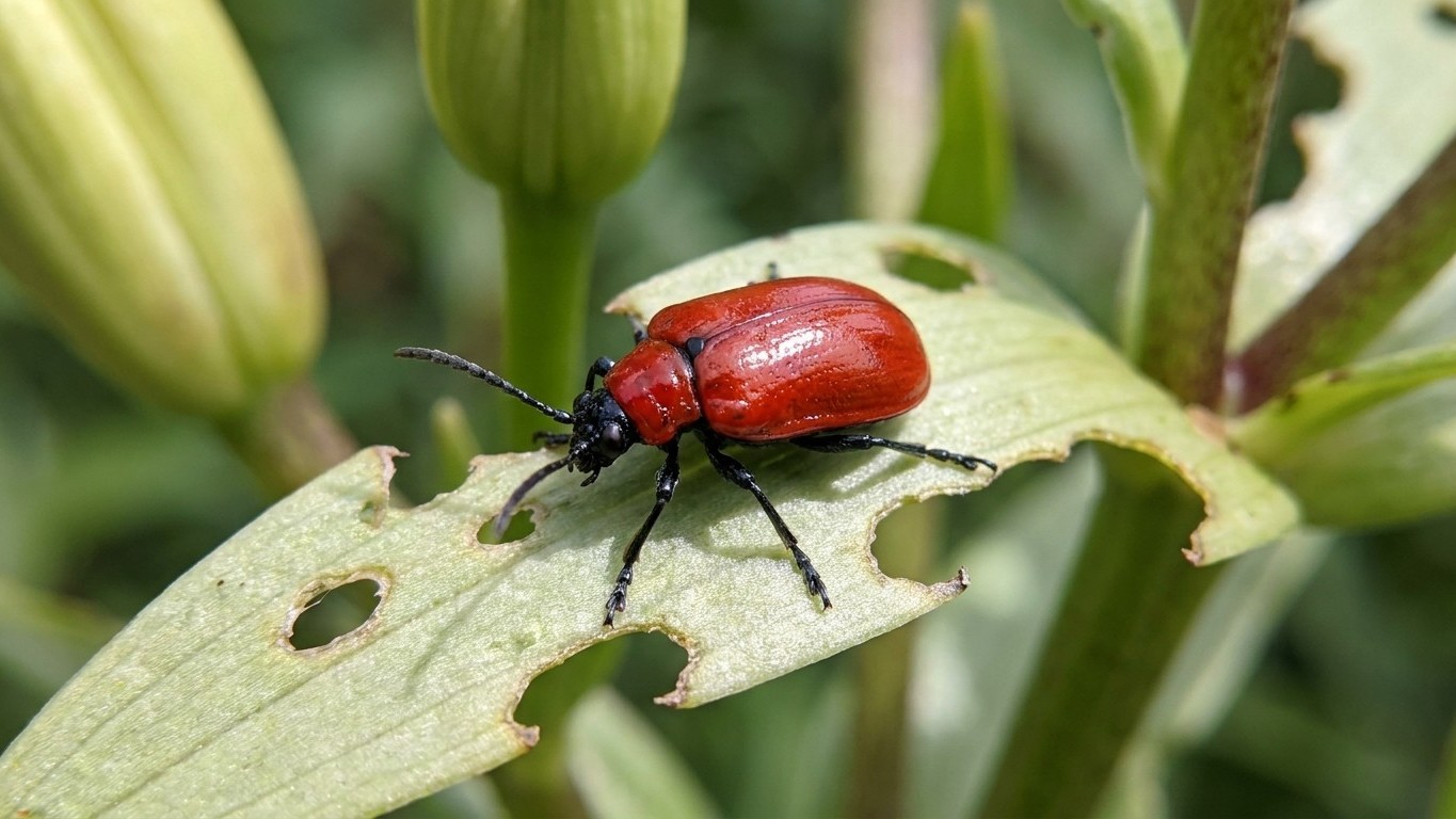 Lily leaf beetle in New Brunswick: When It Shows Up and What Stops It