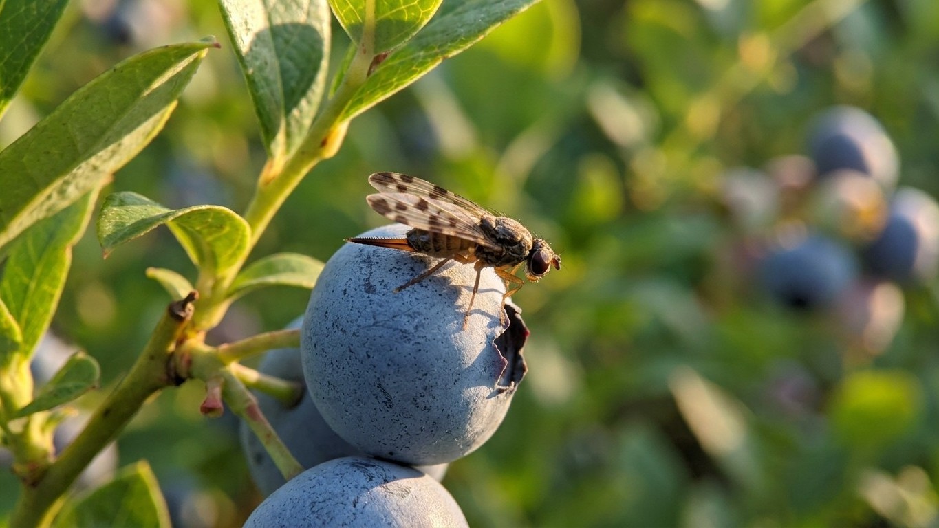 Spotted wing drosophila in New Brunswick: When It Shows Up and What Stops It