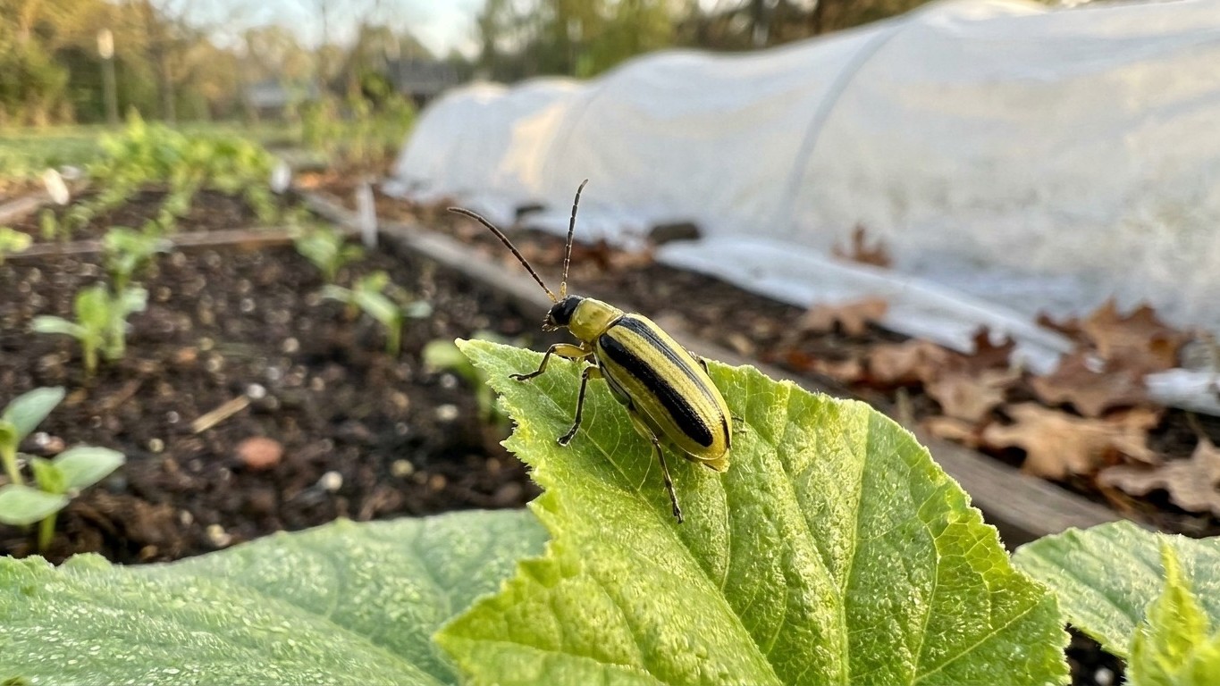 Striped cucumber beetle in New Hampshire: When It Shows Up and What Stops It