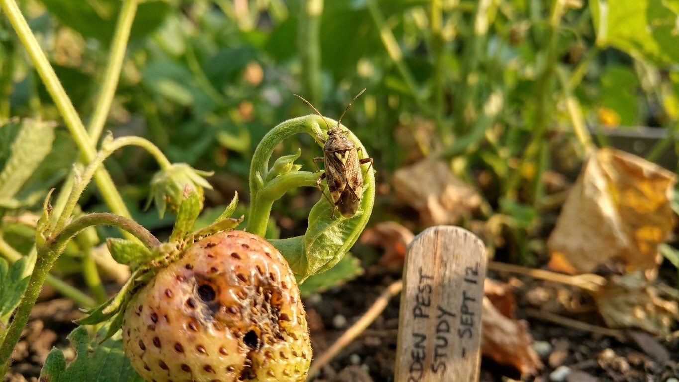Tarnished plant bug in New Hampshire: When It Shows Up and What Stops It