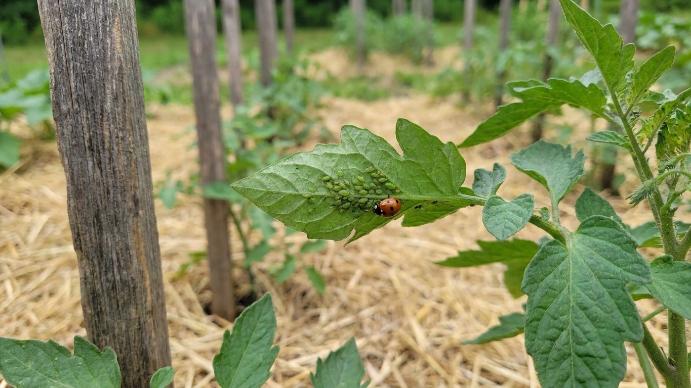 Tomato Pests in New Hampshire: Which Ones Actually Show Up Here