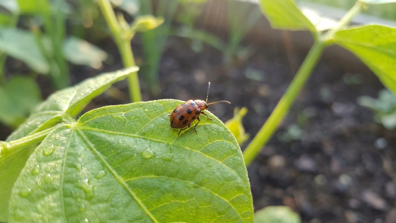 Bean leaf beetle in New Jersey: When It Shows Up and What Stops It