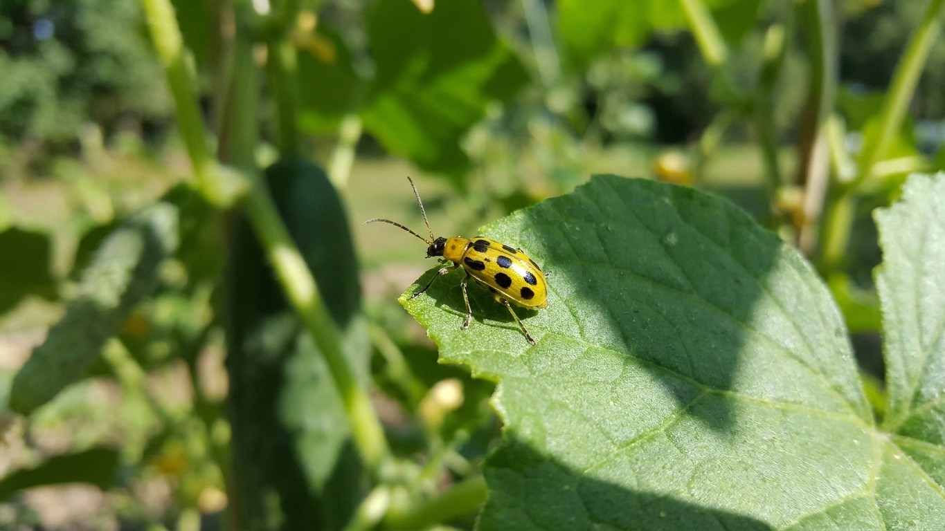 Spotted cucumber beetle in New Jersey: When It Shows Up and What Stops It