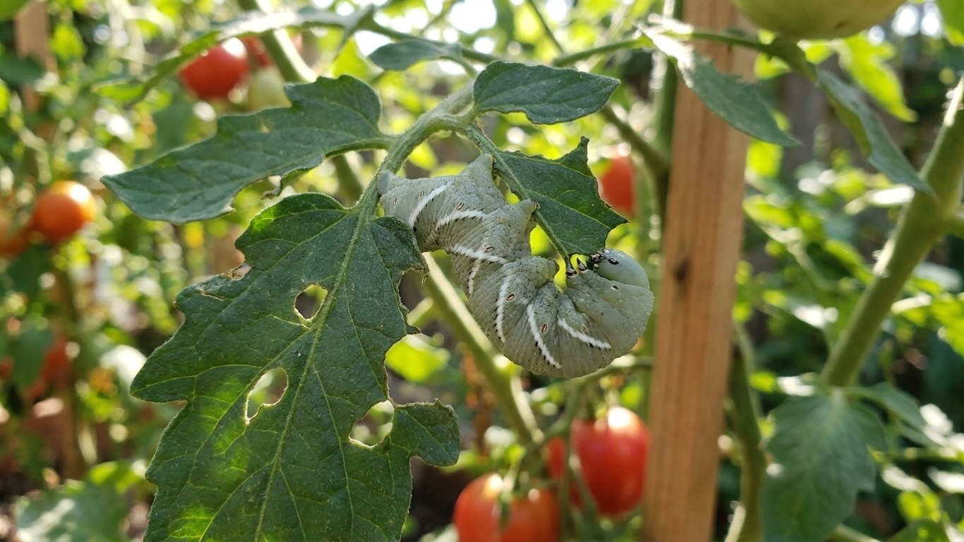 Tobacco hornworm in New Jersey: When It Shows Up and What Stops It