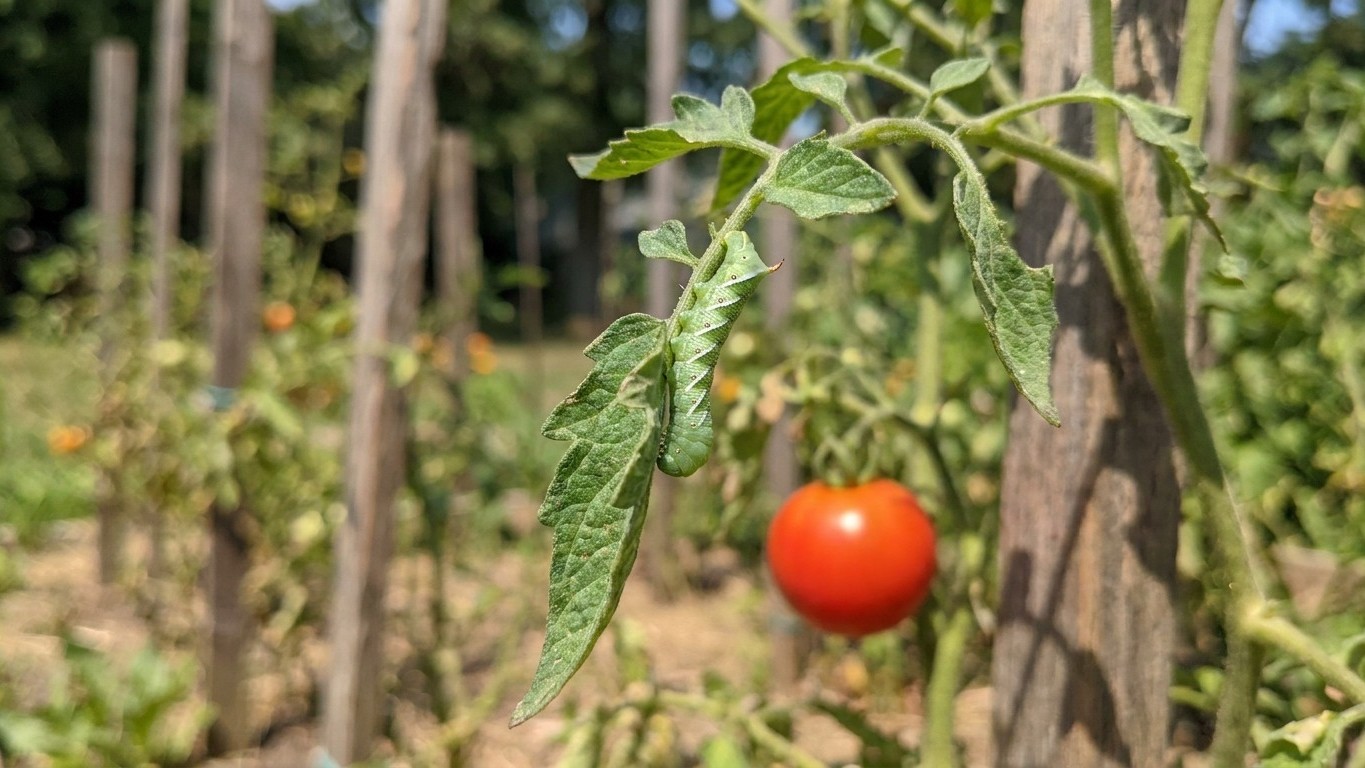 Tomato Pests in New Jersey: Which Ones Actually Show Up Here