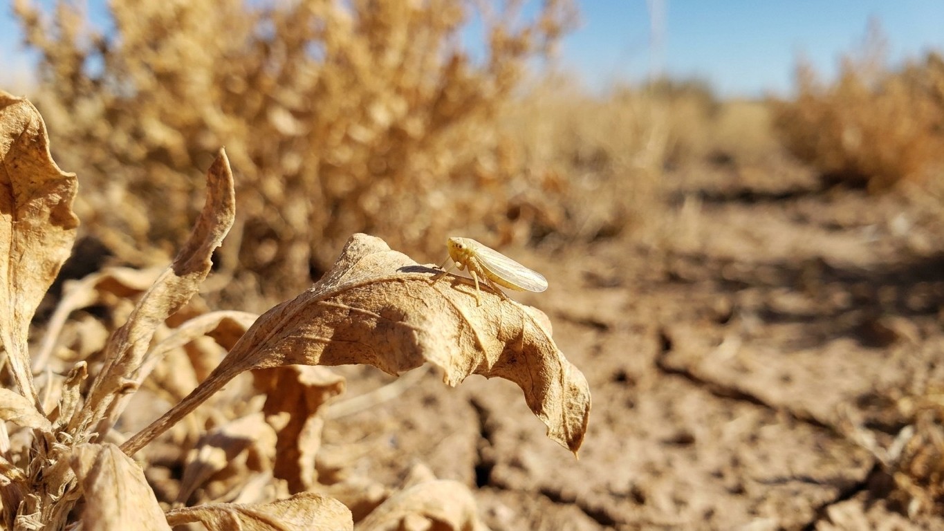 Beet leafhopper in New Mexico: When It Shows Up and What Stops It