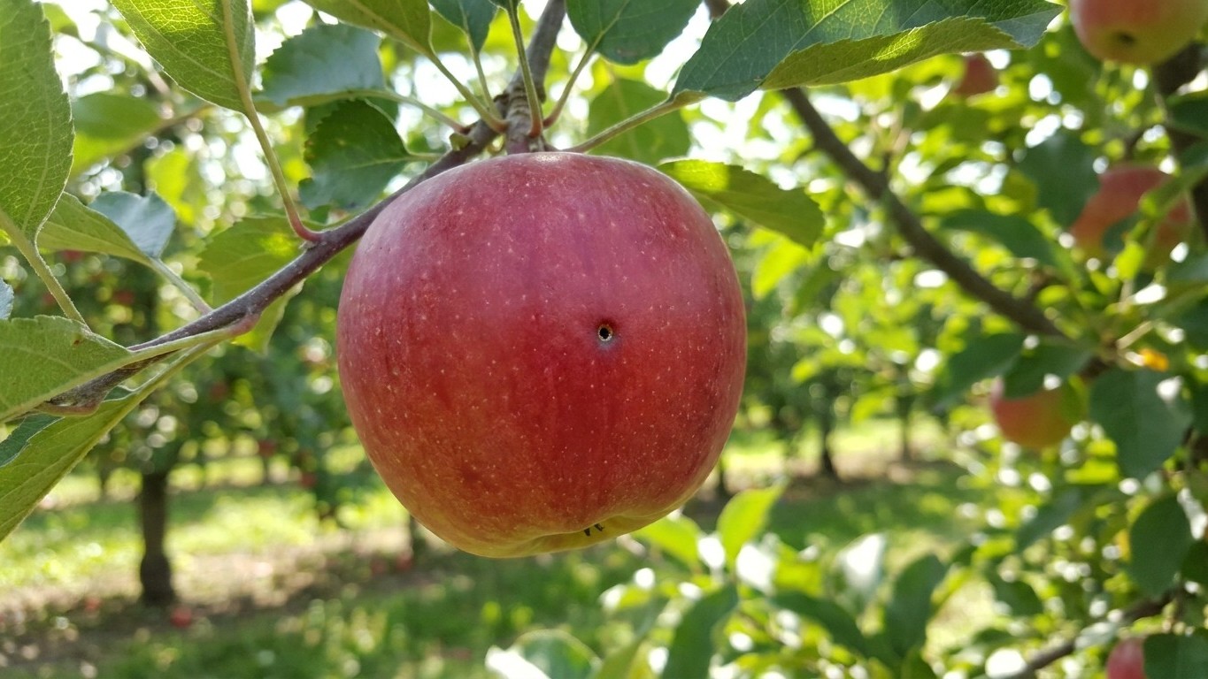 Apple maggot in New York: When It Shows Up and What Stops It