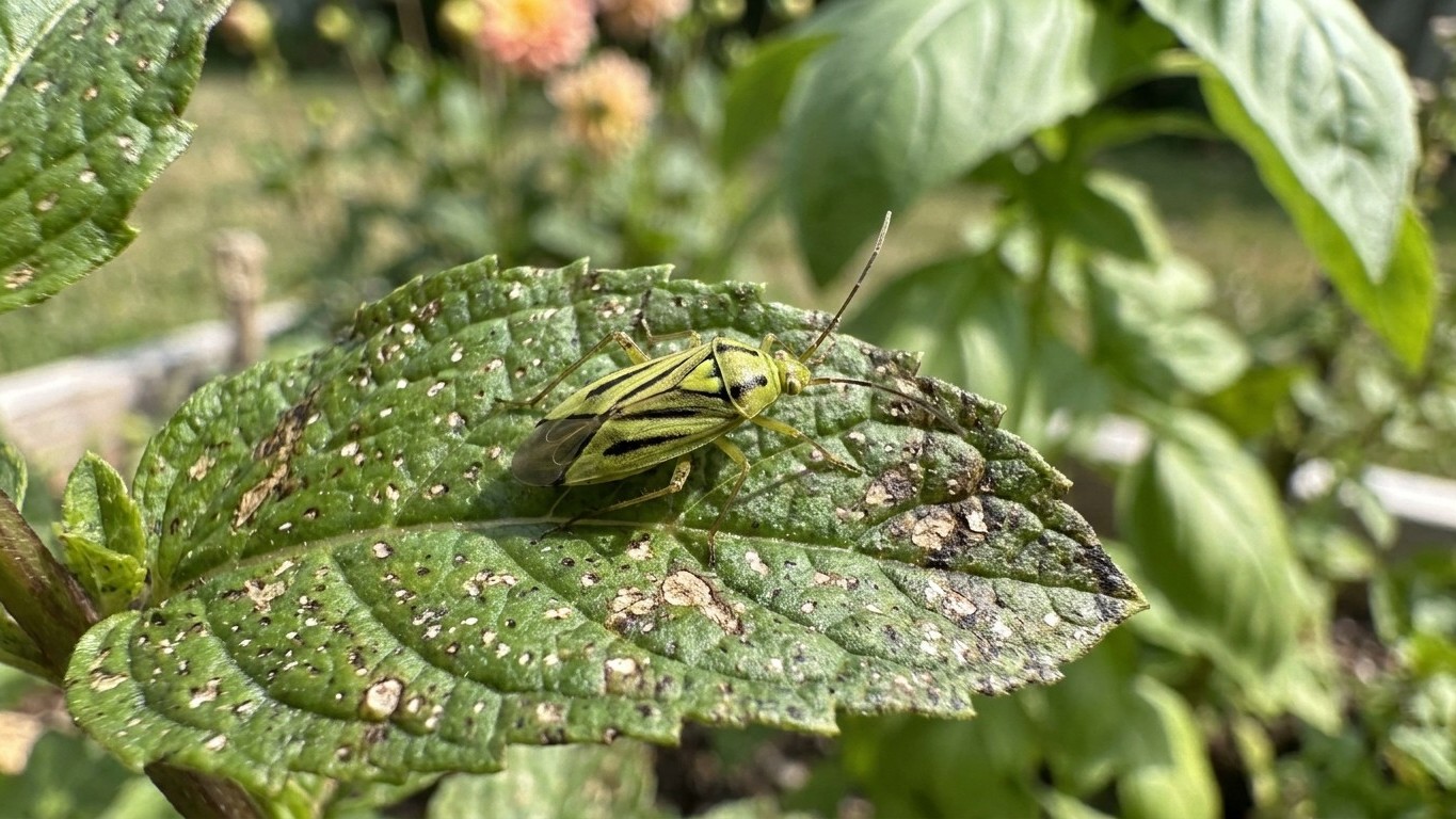 Fourlined plant bug in New York: When It Shows Up and What Stops It