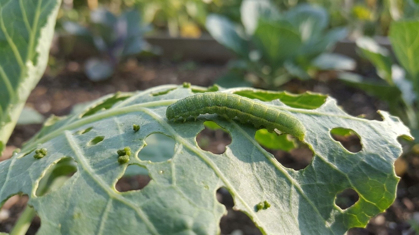 Imported cabbageworm in New York: When It Shows Up and What Stops It
