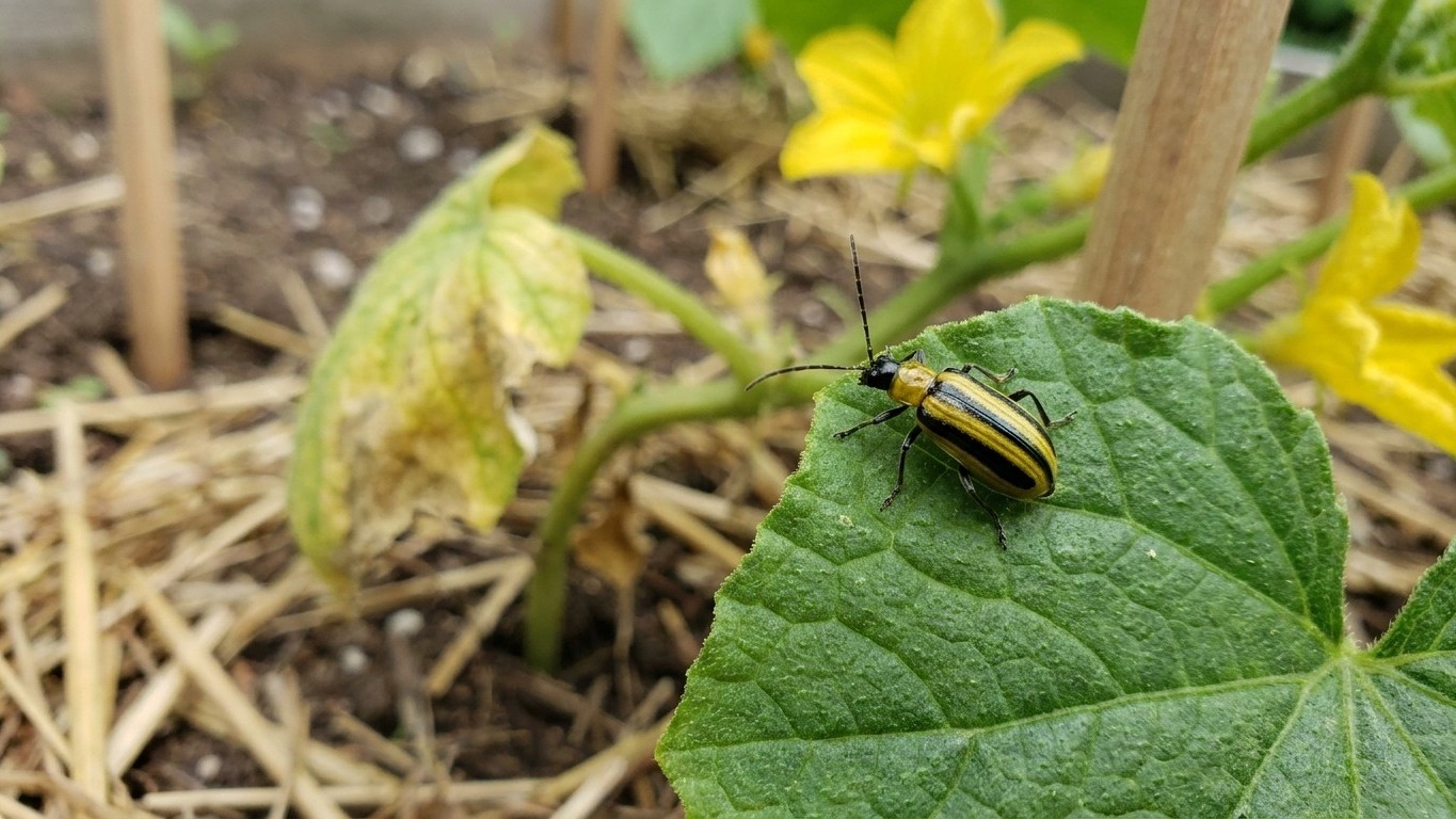 Striped cucumber beetle in New York: When It Shows Up and What Stops It