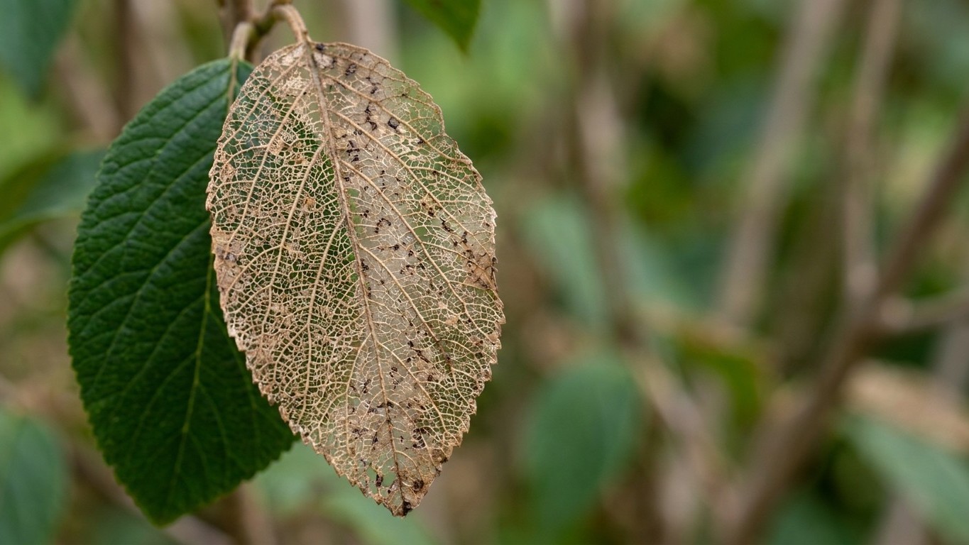 Viburnum leaf beetle in New York: When It Shows Up and What Stops It