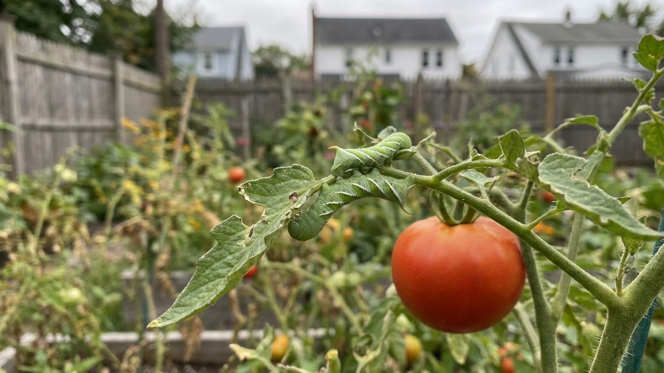 Tomato Pests in New York: Which Ones Actually Show Up Here