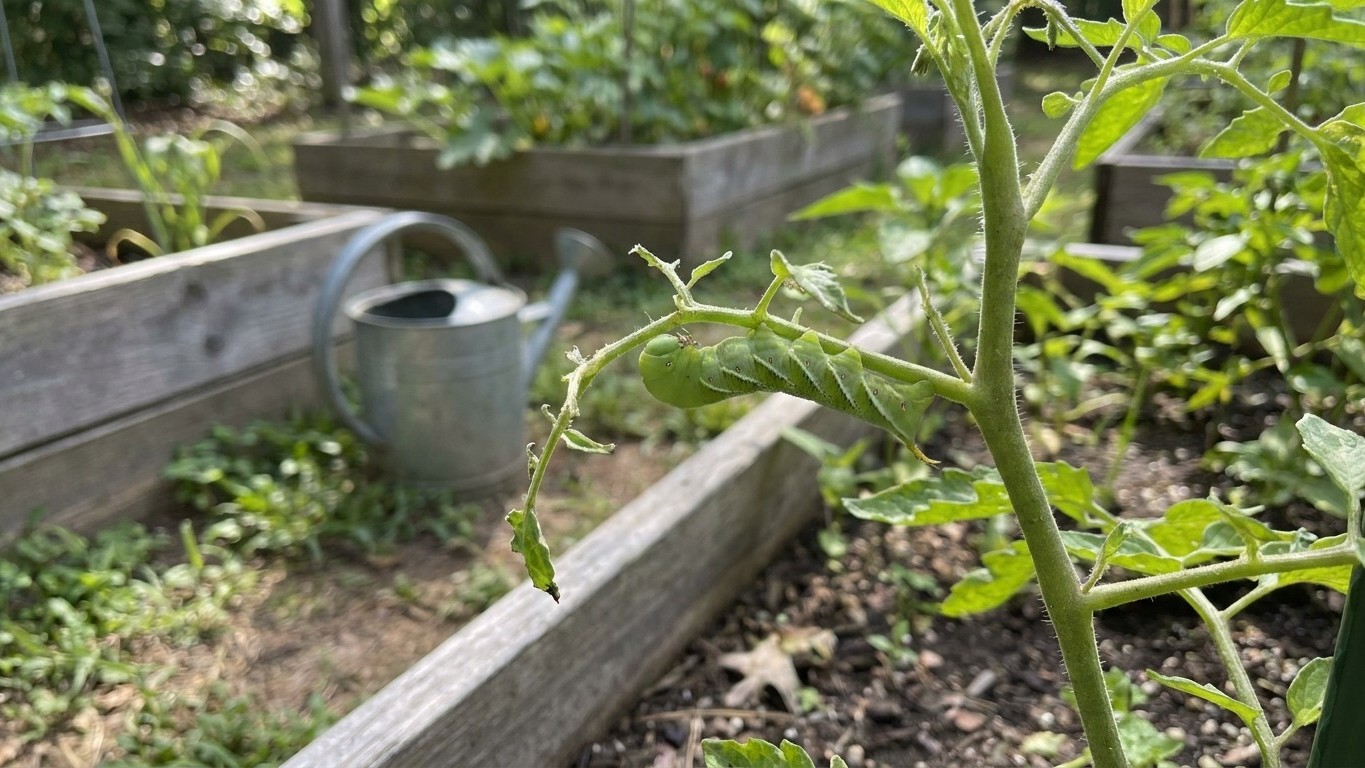 Garden Pests in North Carolina: What Shows Up, When, and How to Stop It