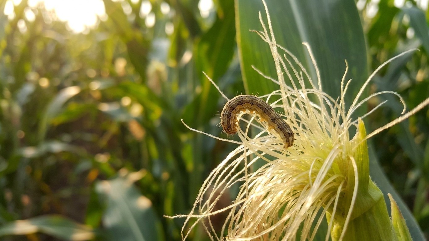 Corn earworm in North Carolina: When It Shows Up and What Stops It