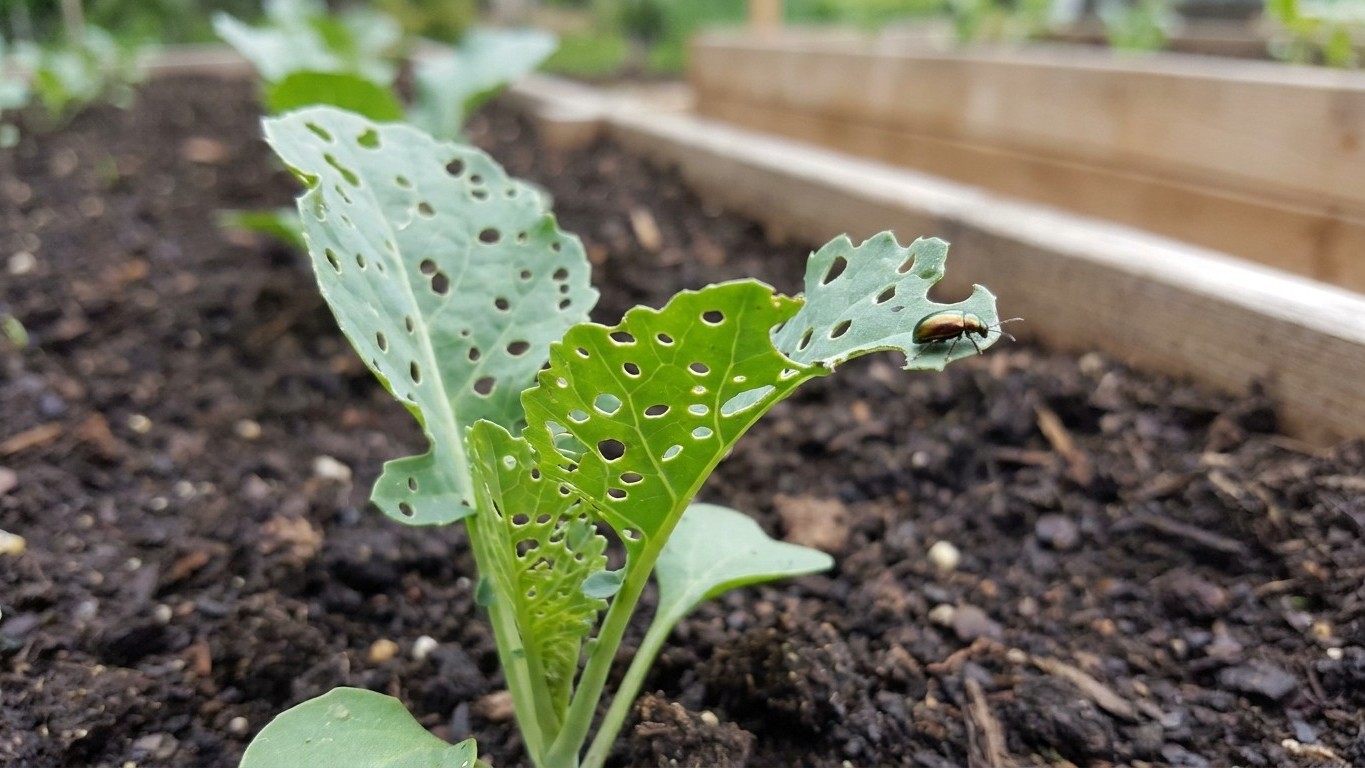 Flea beetles in North Carolina: When It Shows Up and What Stops It