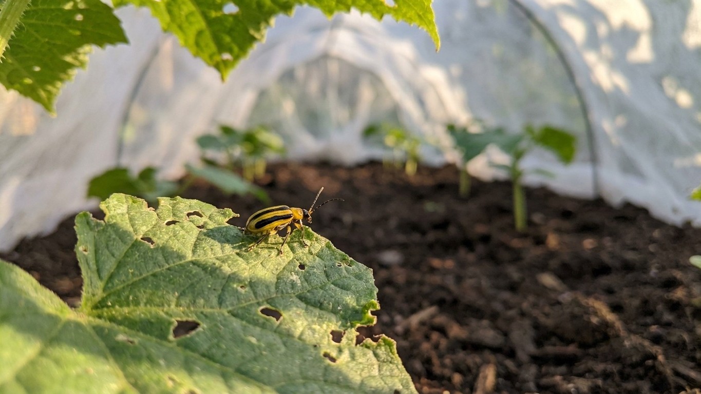 Striped cucumber beetle in North Carolina: When It Shows Up and What Stops It