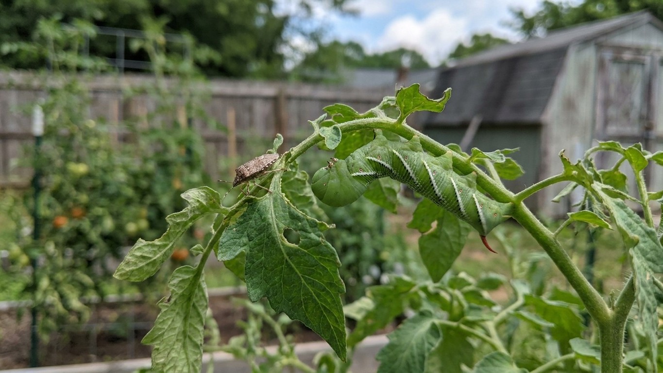Tomato Pests in North Carolina: Which Ones Actually Show Up Here