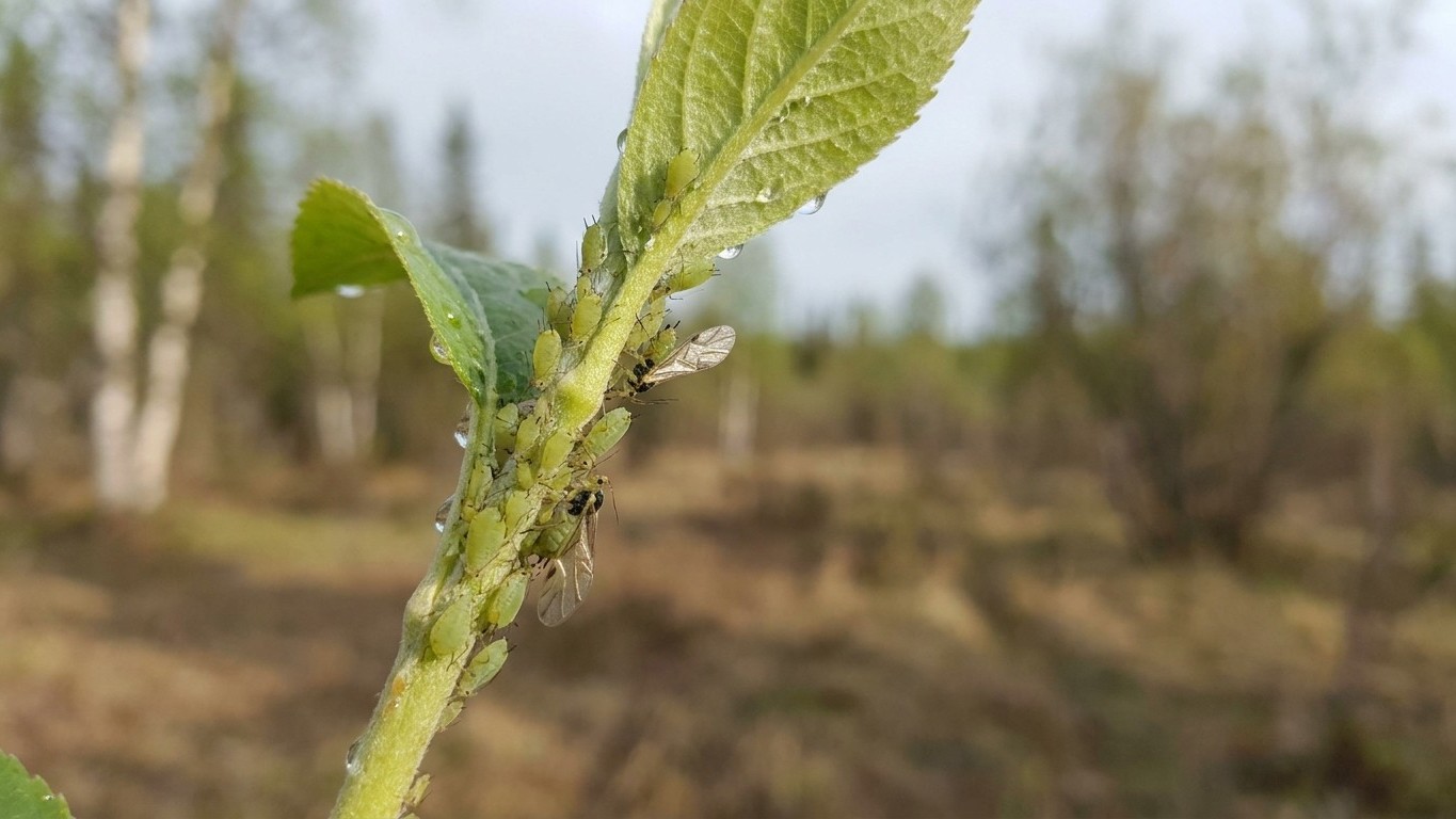 Aphids in Northwest Territories: When It Shows Up and What Stops It