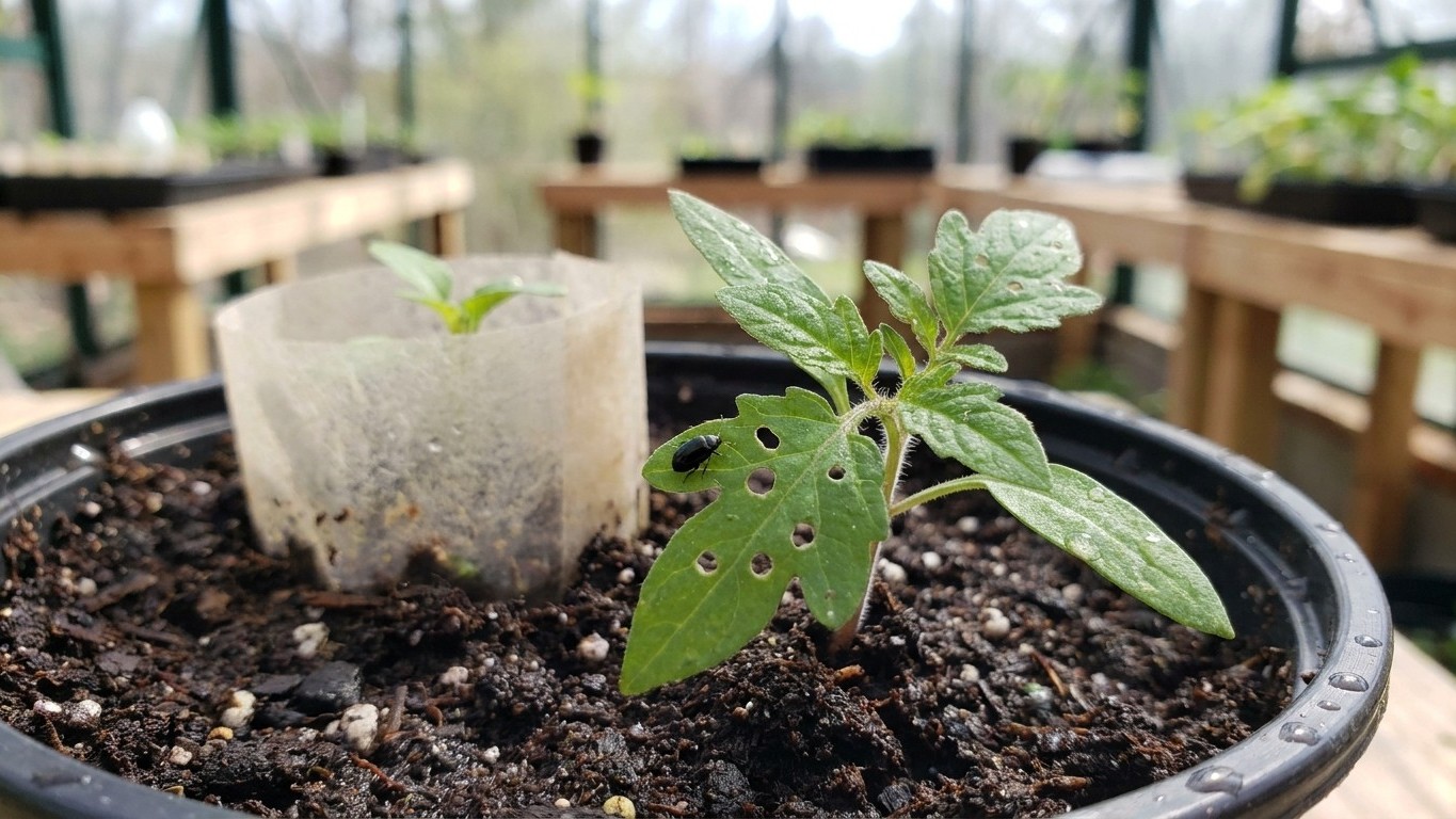 Tomato Pests in Northwest Territories: Which Ones Actually Show Up Here