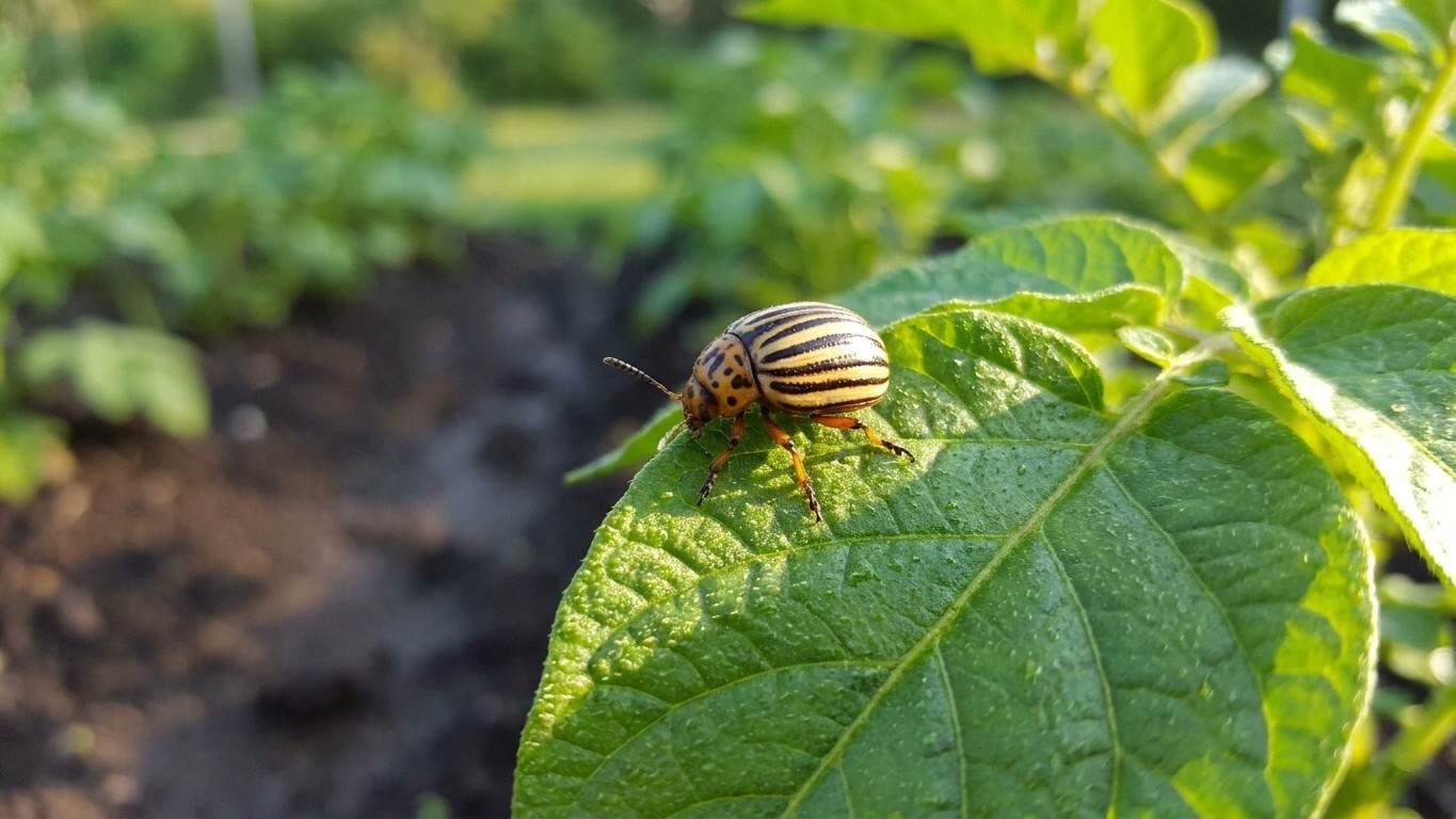 Colorado potato beetle in Nova Scotia: When It Shows Up and What Stops It