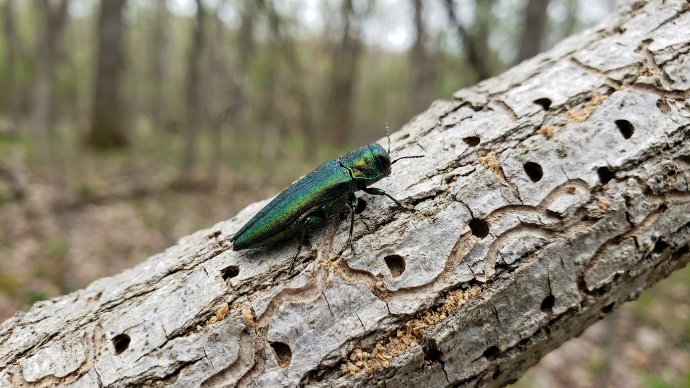 Emerald ash borer in Nova Scotia: When It Shows Up and What Stops It