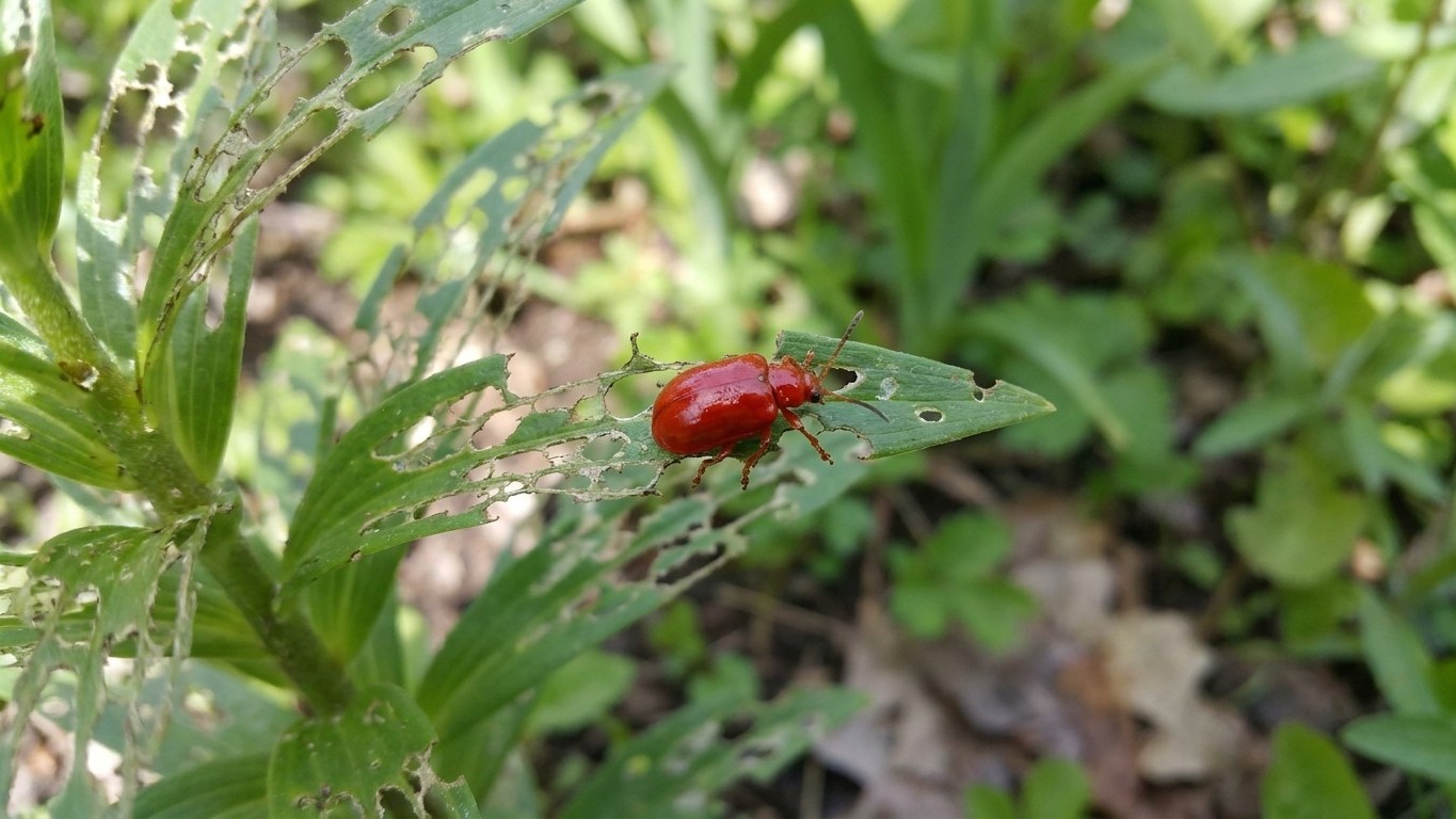 Lily leaf beetle in Nova Scotia: When It Shows Up and What Stops It