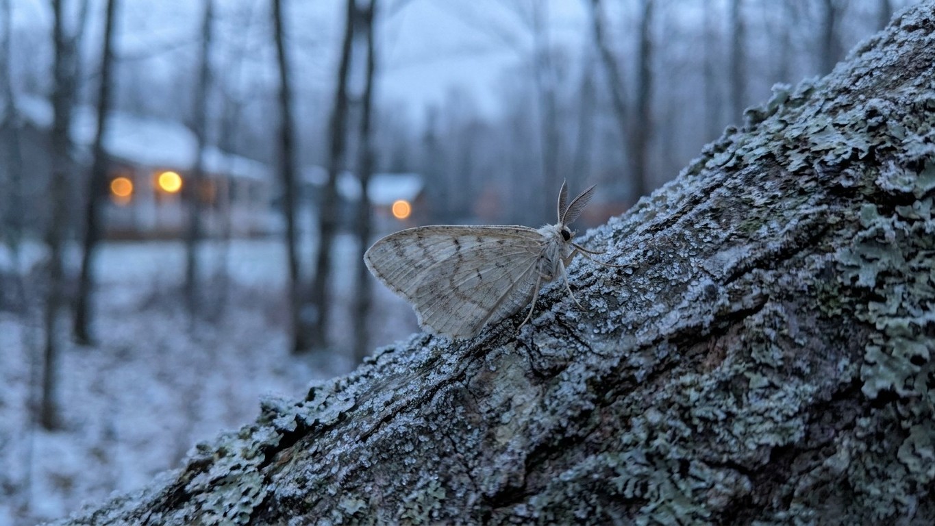 Winter moth in Nova Scotia: When It Shows Up and What Stops It