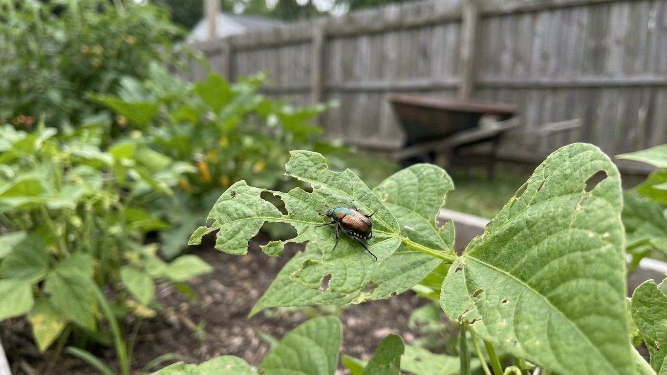 Garden Pests in Ohio: What Shows Up, When, and How to Stop It
