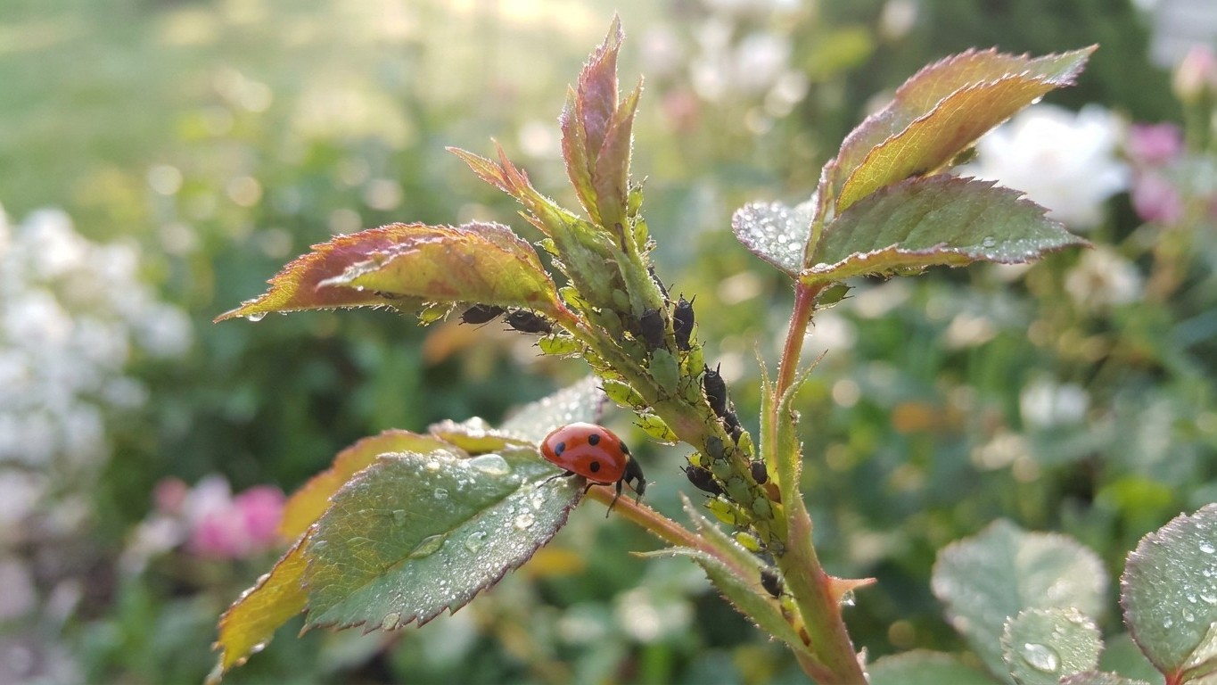 Aphids in Ohio: When It Shows Up and What Stops It