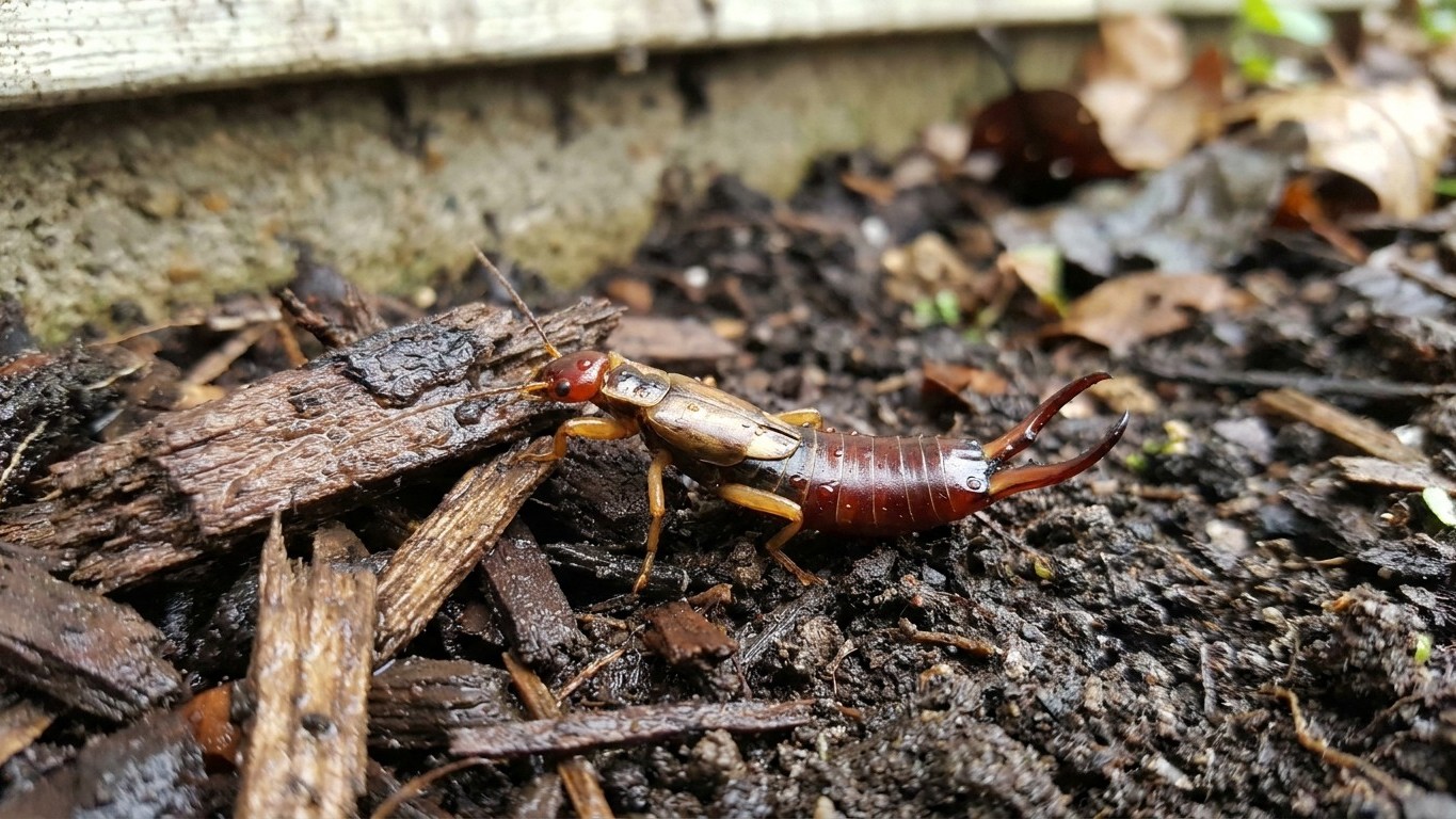 European earwig in Ohio: When It Shows Up and What Stops It