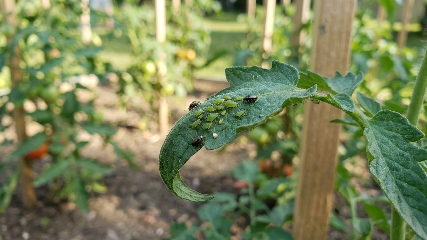 Tomato Pests in Ohio: Which Ones Actually Show Up Here