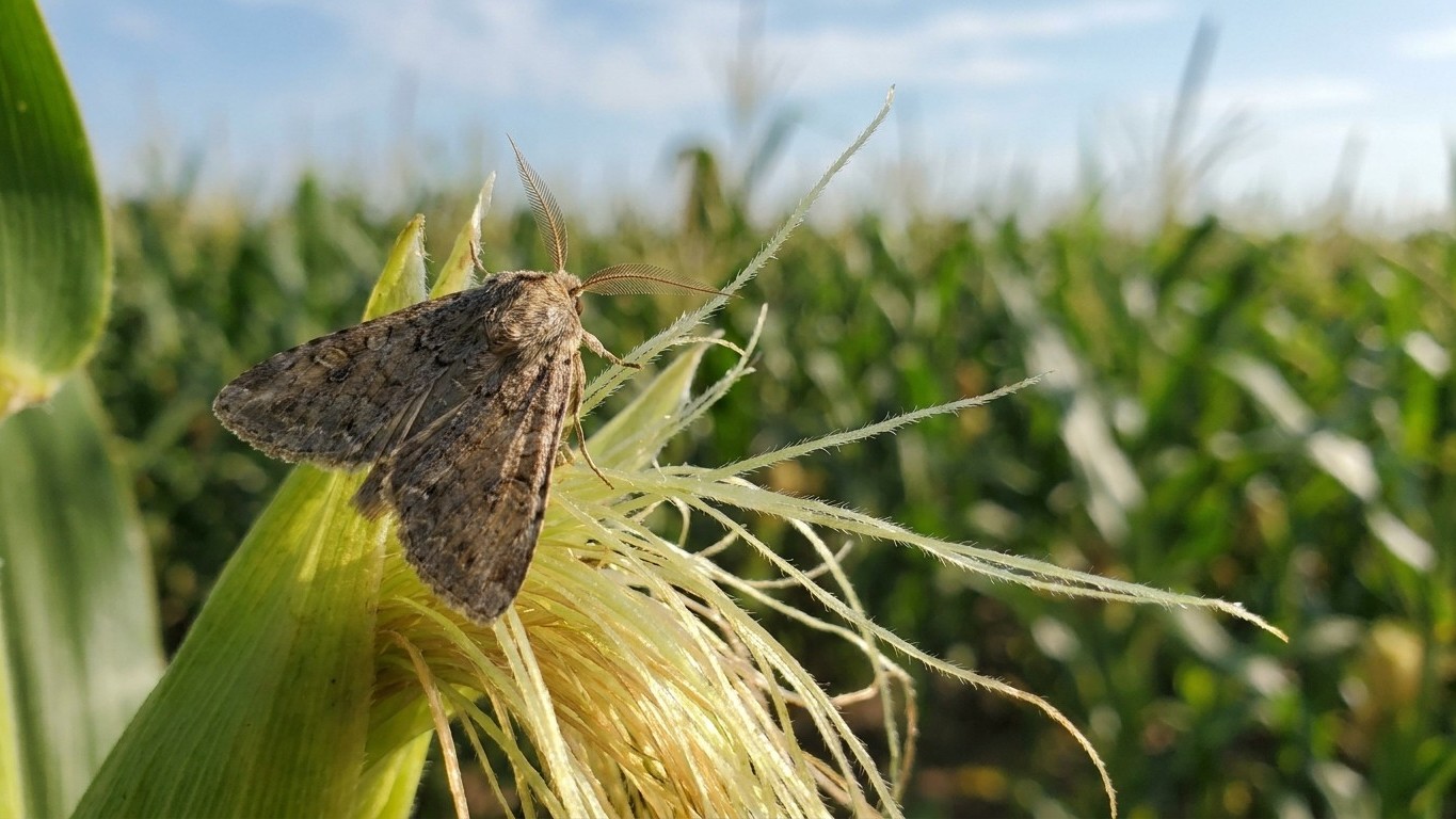 Corn earworm in Oklahoma: When It Shows Up and What Stops It