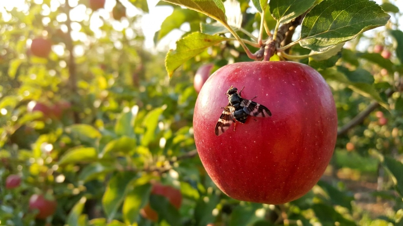 Apple maggot in Ontario: When It Shows Up and What Stops It