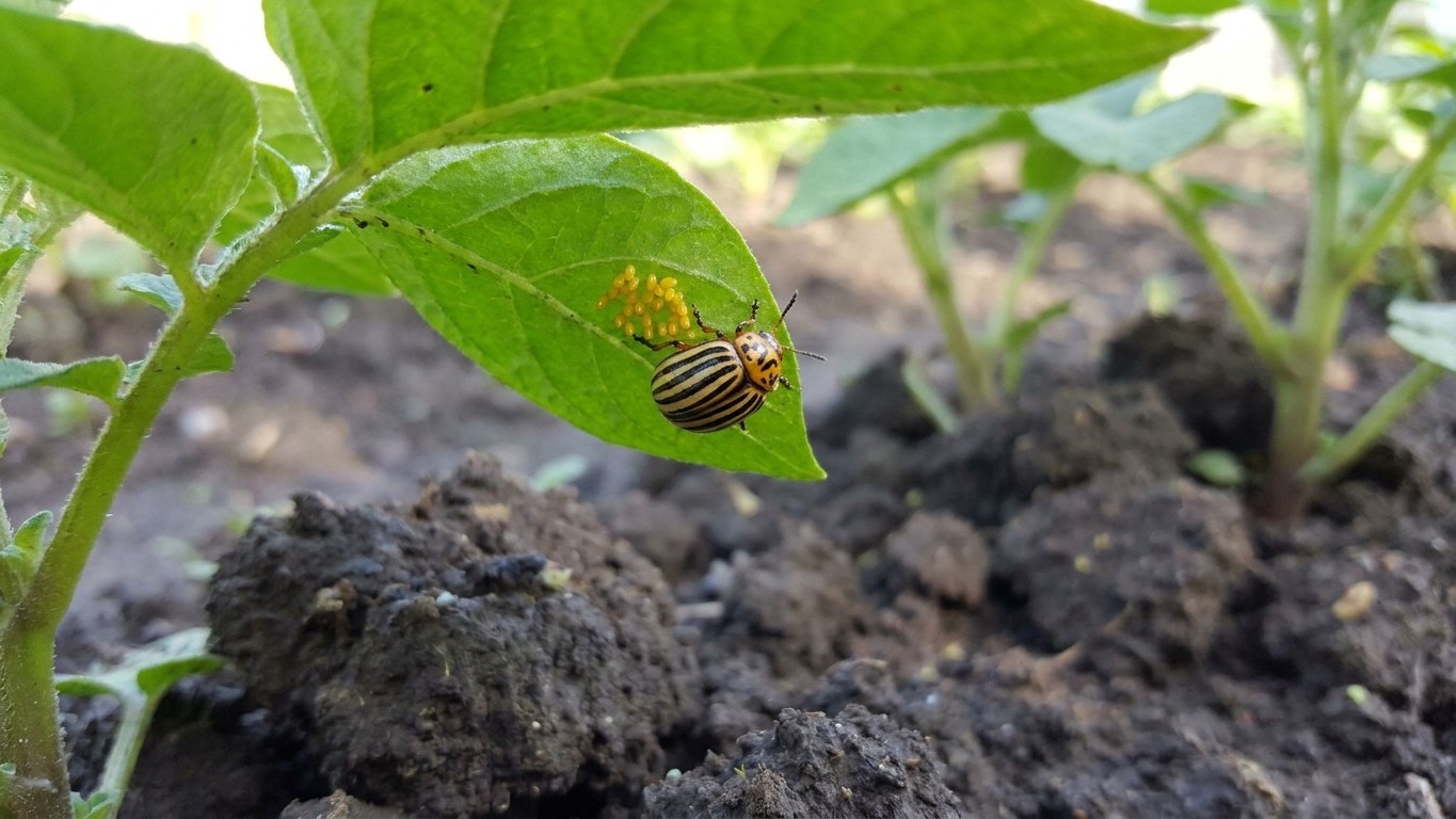 Colorado potato beetle in Ontario: When It Shows Up and What Stops It